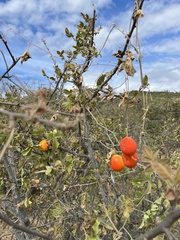 Ibervillea sonorae