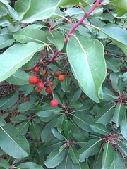 Arbutus andrachne