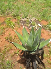 Agave salmiana
