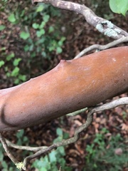 Arbutus andrachne