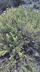 Aspalathus subtingens