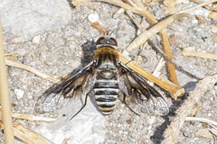Exoprosopa rivularis