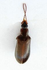 Statira