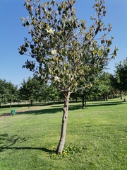 Magnolia