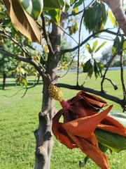 Magnolia