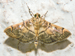 Apogeshna stenialis