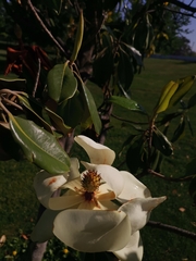 Magnolia