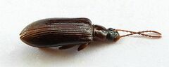 Statira