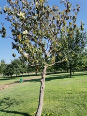 Magnolia