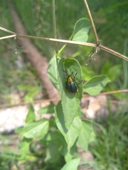 Halleria lucida