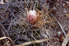 Thelocactus tulensis