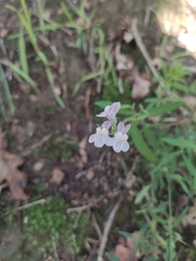 Linaria repens