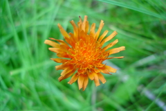 Crepis aurea