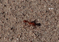 Pogonomyrmex californicus