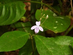 Pseuderanthemum