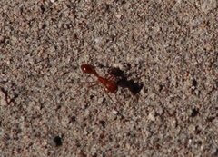 Pogonomyrmex californicus