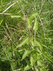 Pentarrhinum insipidum