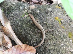 Sphenomorphus maculatus