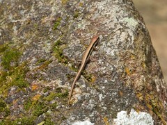 Sphenomorphus maculatus