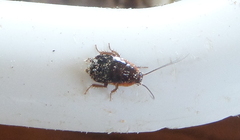 Loboptera decipiens