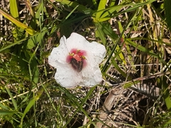 Pavonia glechomoides