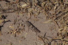 Oedipodinae