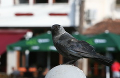 Corvus monedula