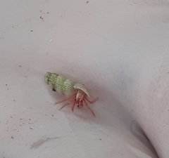Coenobita violascens