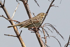 Anthus trivialis