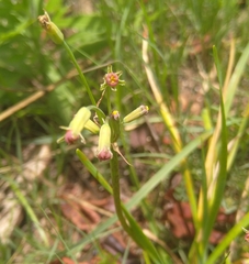 Tulbaghia acutiloba
