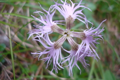 Dianthus superbus alpestris