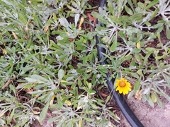 Senecio crassiflorus