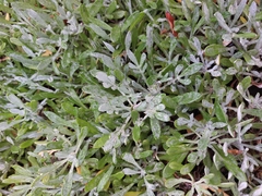 Senecio crassiflorus