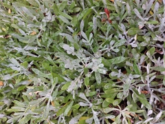 Senecio crassiflorus