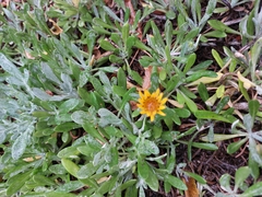 Senecio crassiflorus
