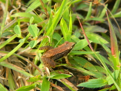 Anura