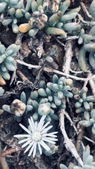 Mesembryanthemum canaliculatum