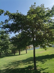 Quercus