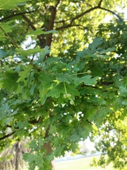 Quercus
