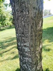 Quercus