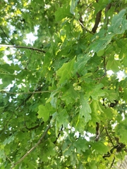 Quercus