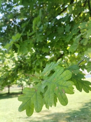 Quercus