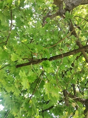 Quercus