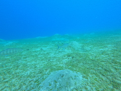 Ferdauia ferdau