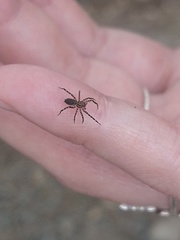 Asthenoctenus borellii