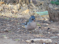 Fringilla coelebs africana