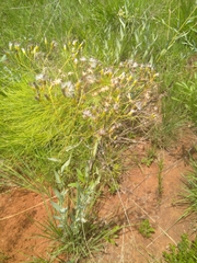 Senecio oxyriifolius
