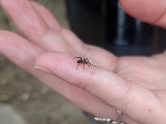 Asthenoctenus borellii