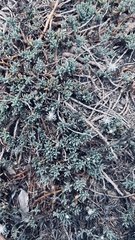 Mesembryanthemum canaliculatum