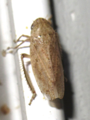 Curtara insularis